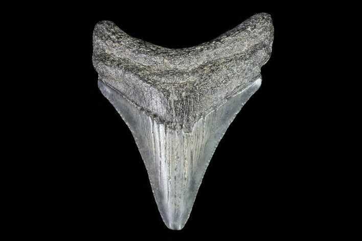 Juvenile Megalodon Tooth - Georgia #75406